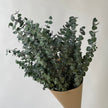 Eucalyptus