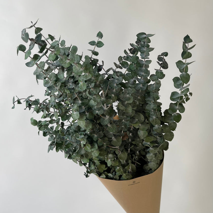 Eucalyptus