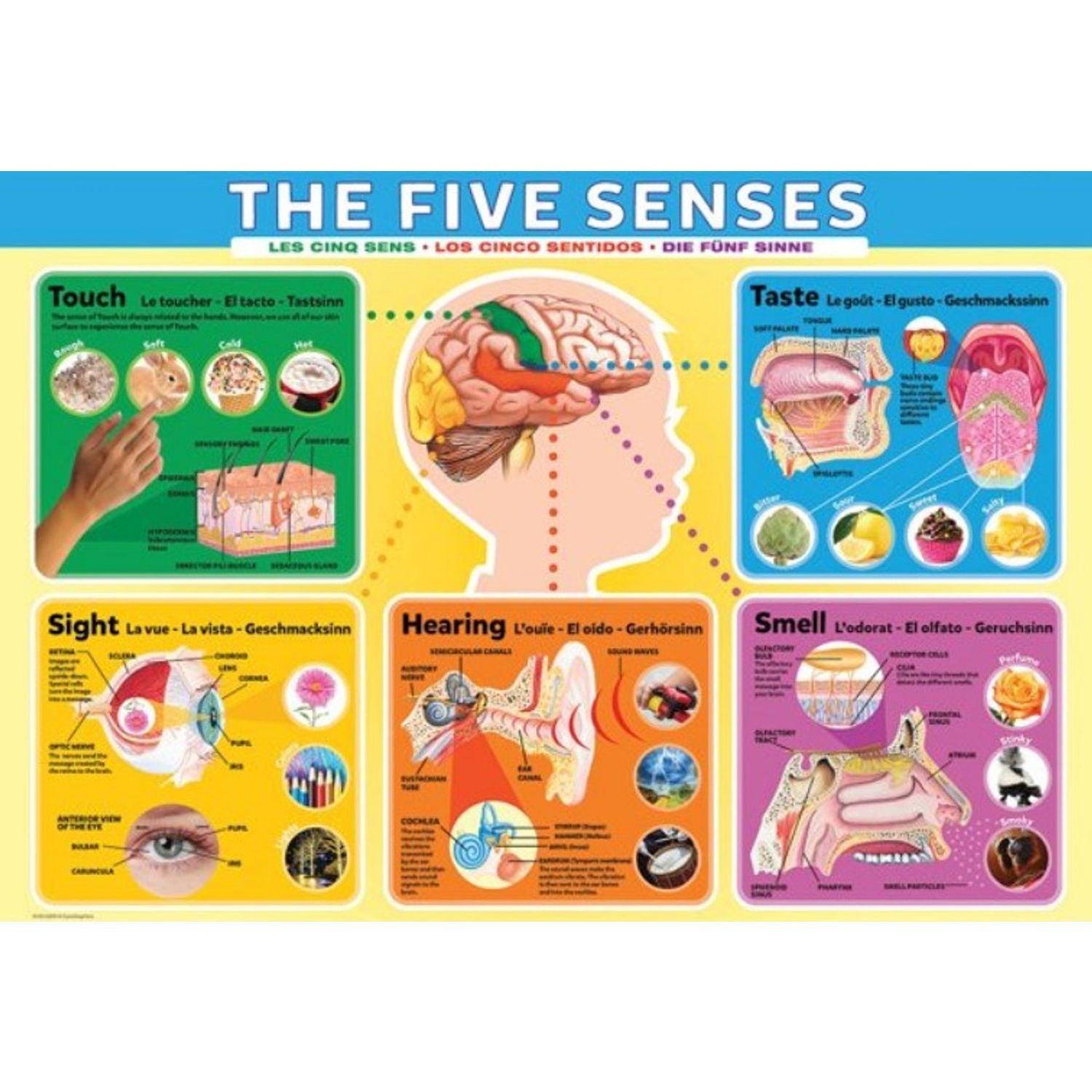 Eurographics - The Five Senses (200-Piece Puzzle)