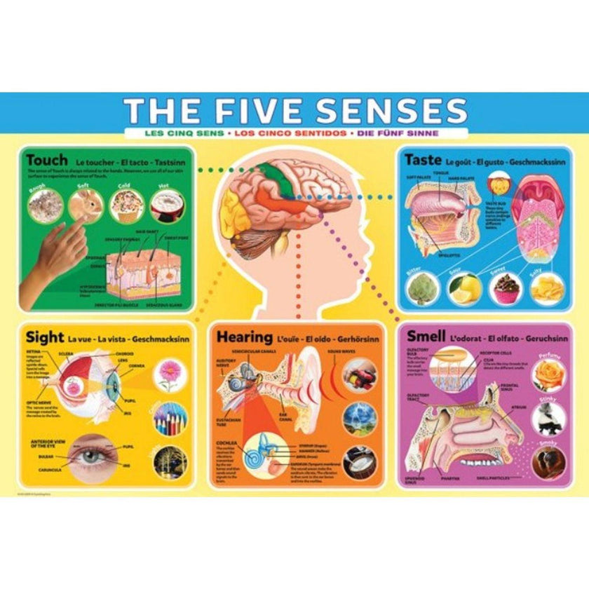 Eurographics - The Five Senses (200-Piece Puzzle)