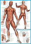 Eurographics - The Muscular System (1000-Piece Puzzle)