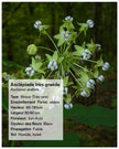 Graines d'asclépiade