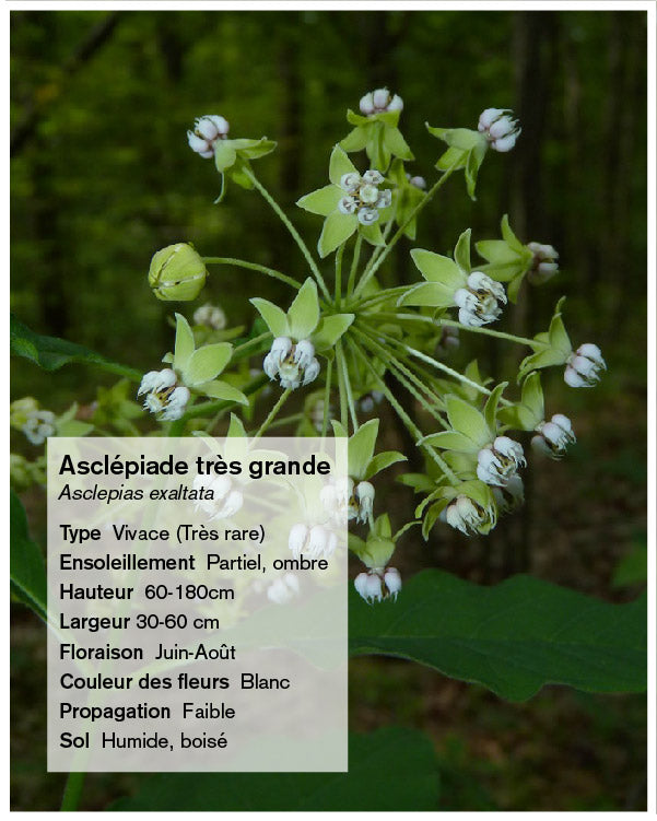 Graines d'asclépiade