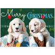Puppy Christmas Cards – Pack of 10 Premium Folded Greeting Cards
