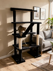 Maine Coon 65