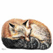 Fox sleeping - curled in ball - greeting card