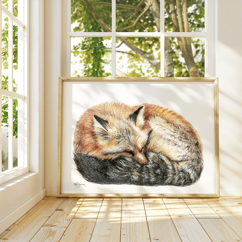 Fox sleeping - curled into a ball -  Colored  animal art print