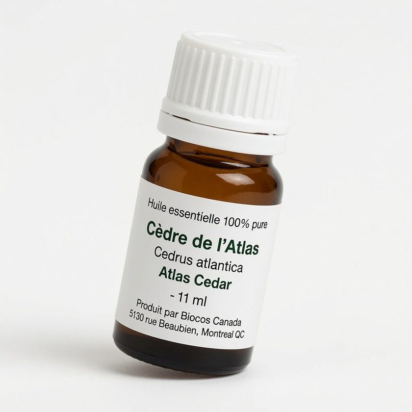 Cèdre de l'Atlas
