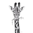 Giraffe Portrait - black and white safari art print