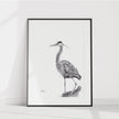 Heron NO 2 - Black and white - Blue Heron in water -  art print