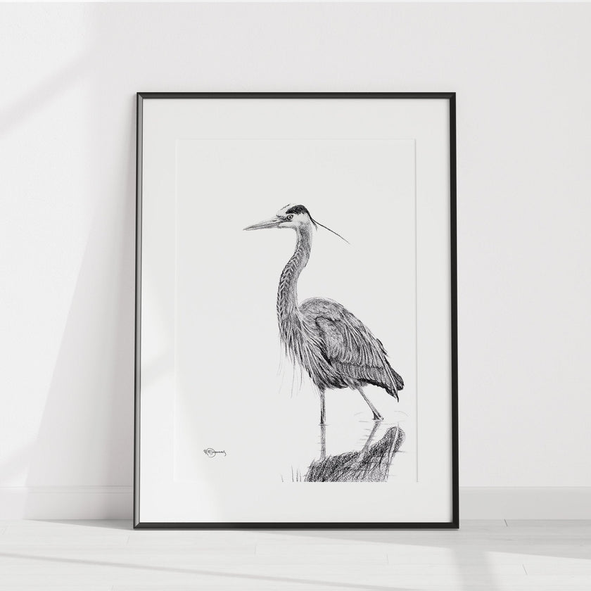 Heron NO 2 - Black and white - Blue Heron in water -  art print