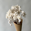 Helichrysums blancs