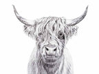 Highland Cow Portrait - art print