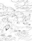Horse Coloring Book (Spiral Edition)