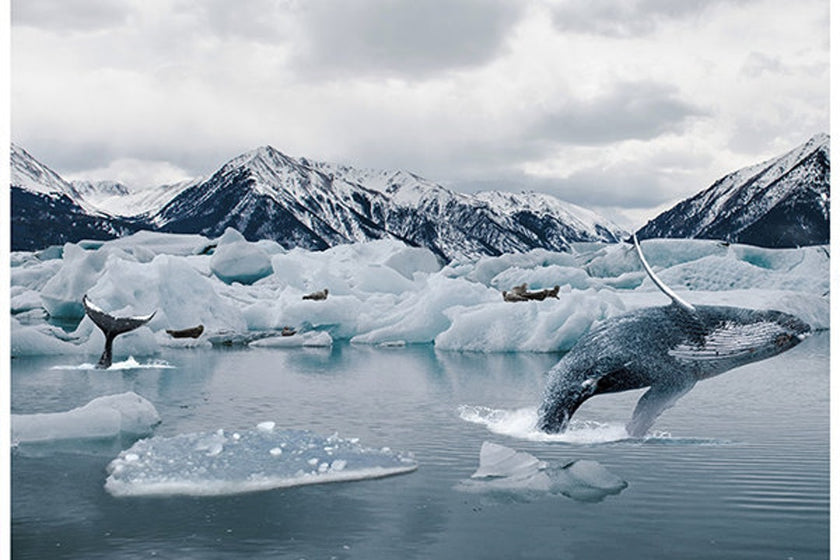 Hoffman Fabrics - Call of the Wild - Arctic Whale Panel #2