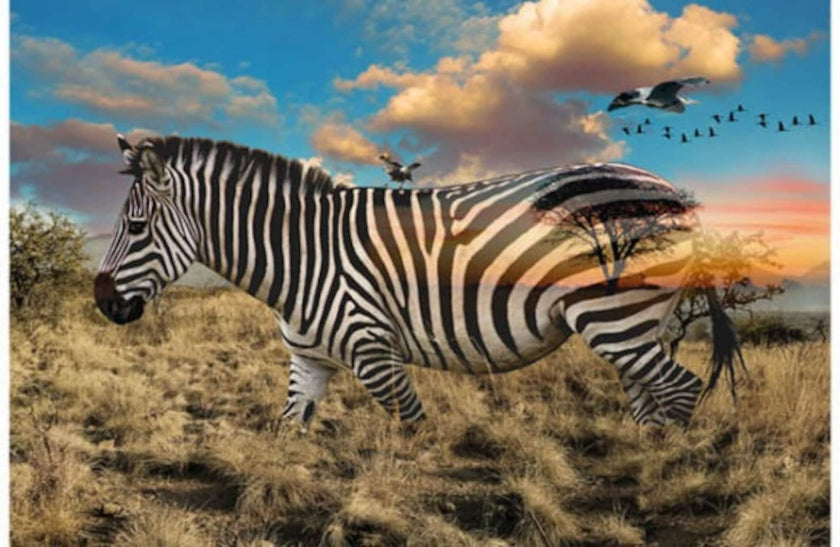 Hoffman Fabrics - Call of the Wild - Zebra