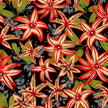 Paintbrush Studio UBUNTU 120-99822 Coral Flowers