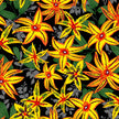 Paintbrush Studio UBUNTU 120-99823 Yellow Flowers