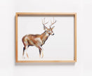 Deer Art Print