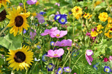 Kit - Seed Bomb - DIY Kits - Create your own Green Oasis - Canadian Wildflower