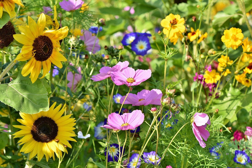 Kit - Seed Bomb - DIY Kits - Create your own Green Oasis - Canadian Wildflower
