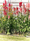 Seed Packages - Christmas - Whimsical Wish Seeds - Ornament or Gift Tag - Includes 10 Packs of hollyhock seeds