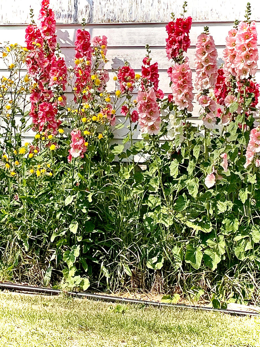 Seed Packages - Christmas - Whimsical Wish Seeds - Ornament or Gift Tag - Includes 10 Packs of hollyhock seeds