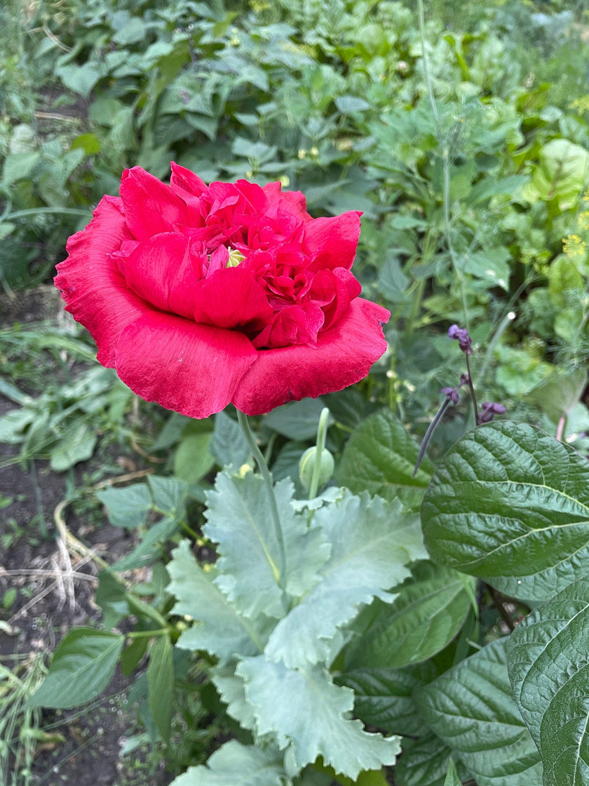 Seed Packages - Mother’s Day - Includes 10 Packages of Poppy Seeds