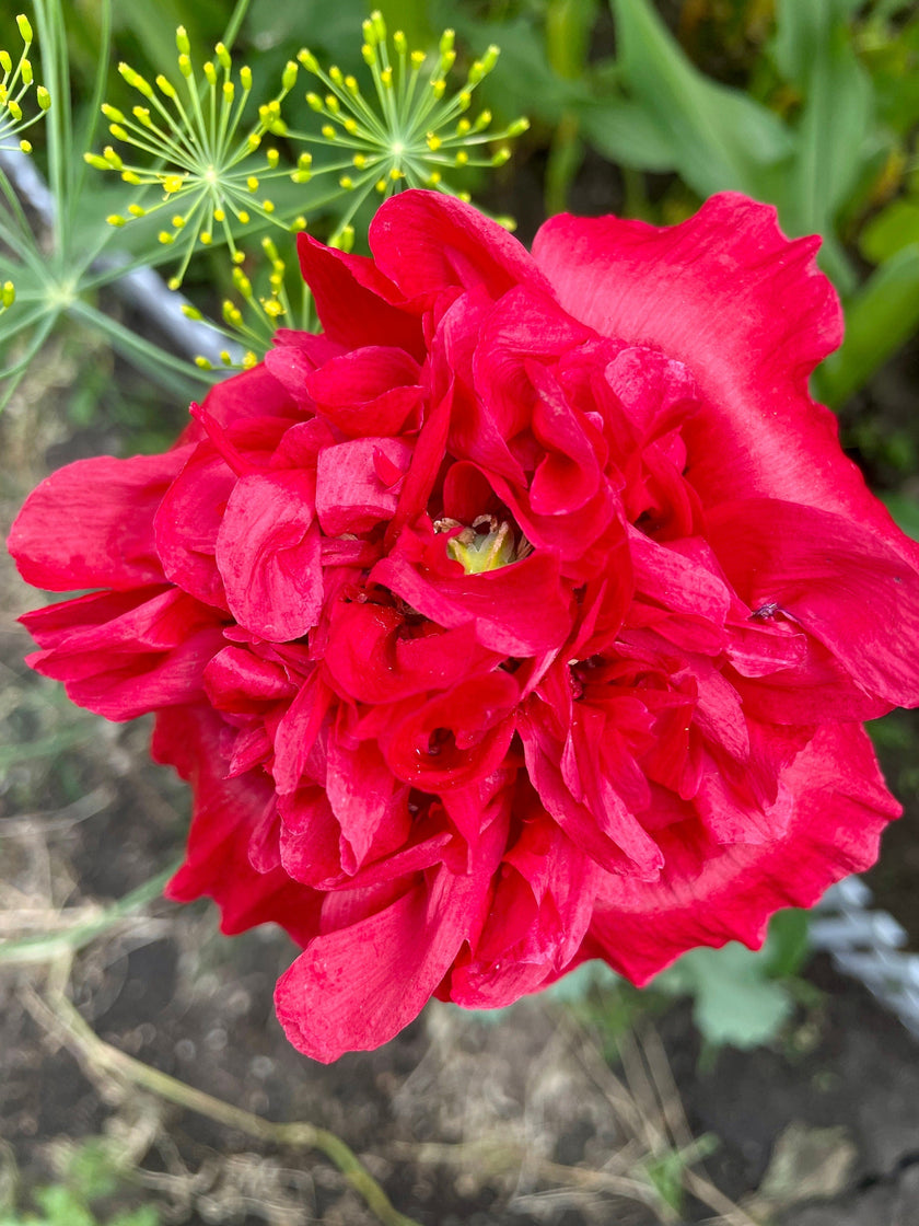 Seed Packages - Mother’s Day - Includes 10 Packages of Poppy Seeds