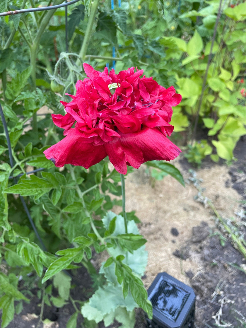 Seed Packages - Mother’s Day - Includes 10 Packages of Poppy Seeds