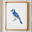 Blue Jay Bird Art Print