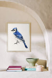 Blue Jay Bird Art Print