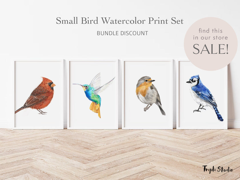 Blue Jay Bird Art Print