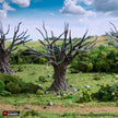 Oak Trees - King and Country, DnD, Pathfinder, 15mm, 28mm, 32mm, wargaming terrain, scenery D&D, medieval village, nature, forest, town