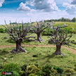 Oak Trees - King and Country, DnD, Pathfinder, 15mm, 28mm, 32mm, wargaming terrain, scenery D&D, medieval village, nature, forest, town
