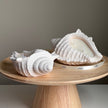 Conch Shell Soy Wax Candle | Jesmonite Container, Handmade