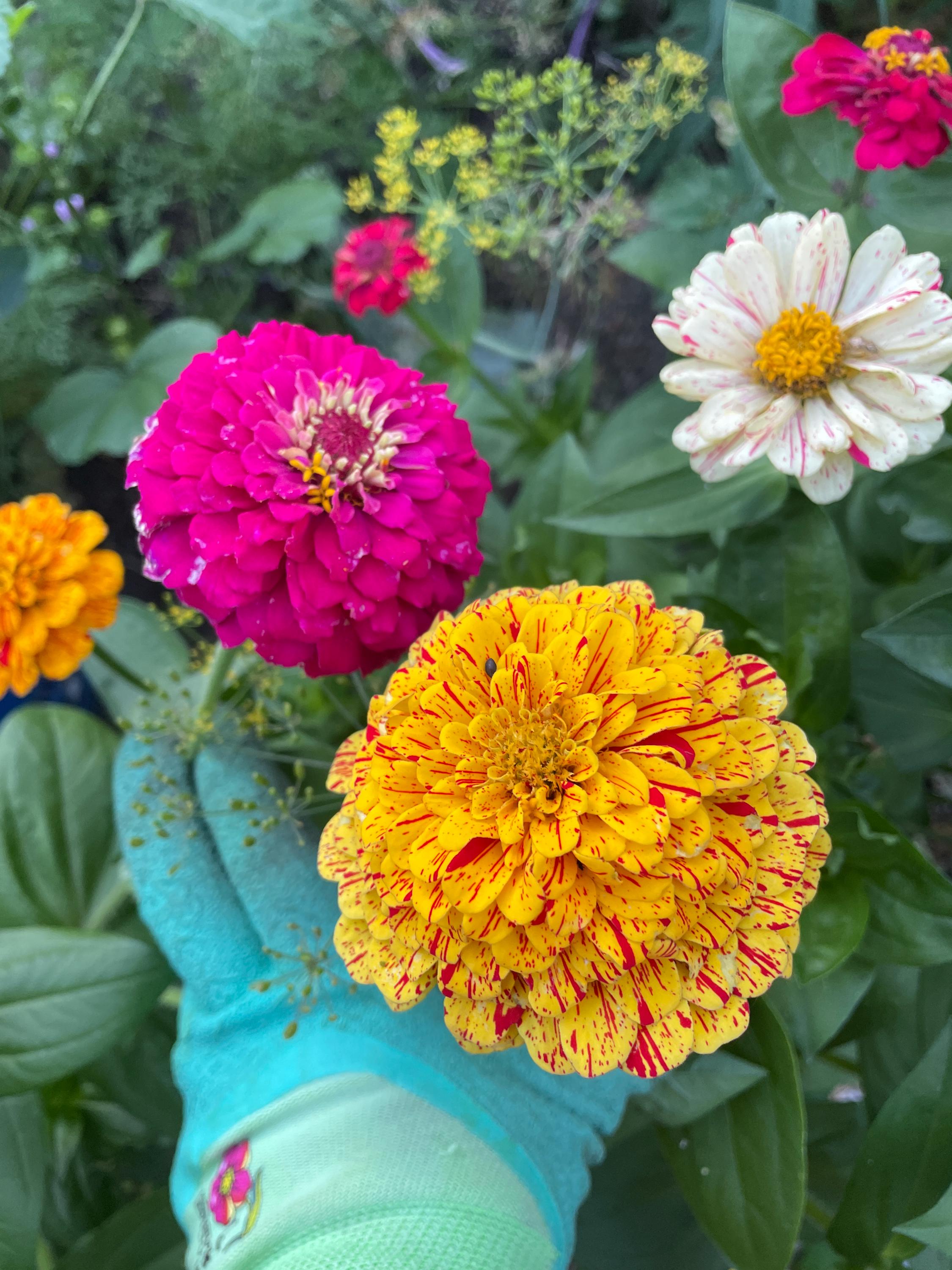 Spring Flower Garden Starter Kit - Zinnia, Cosmo & Sunflower Seeds - Canadian Wildflowers