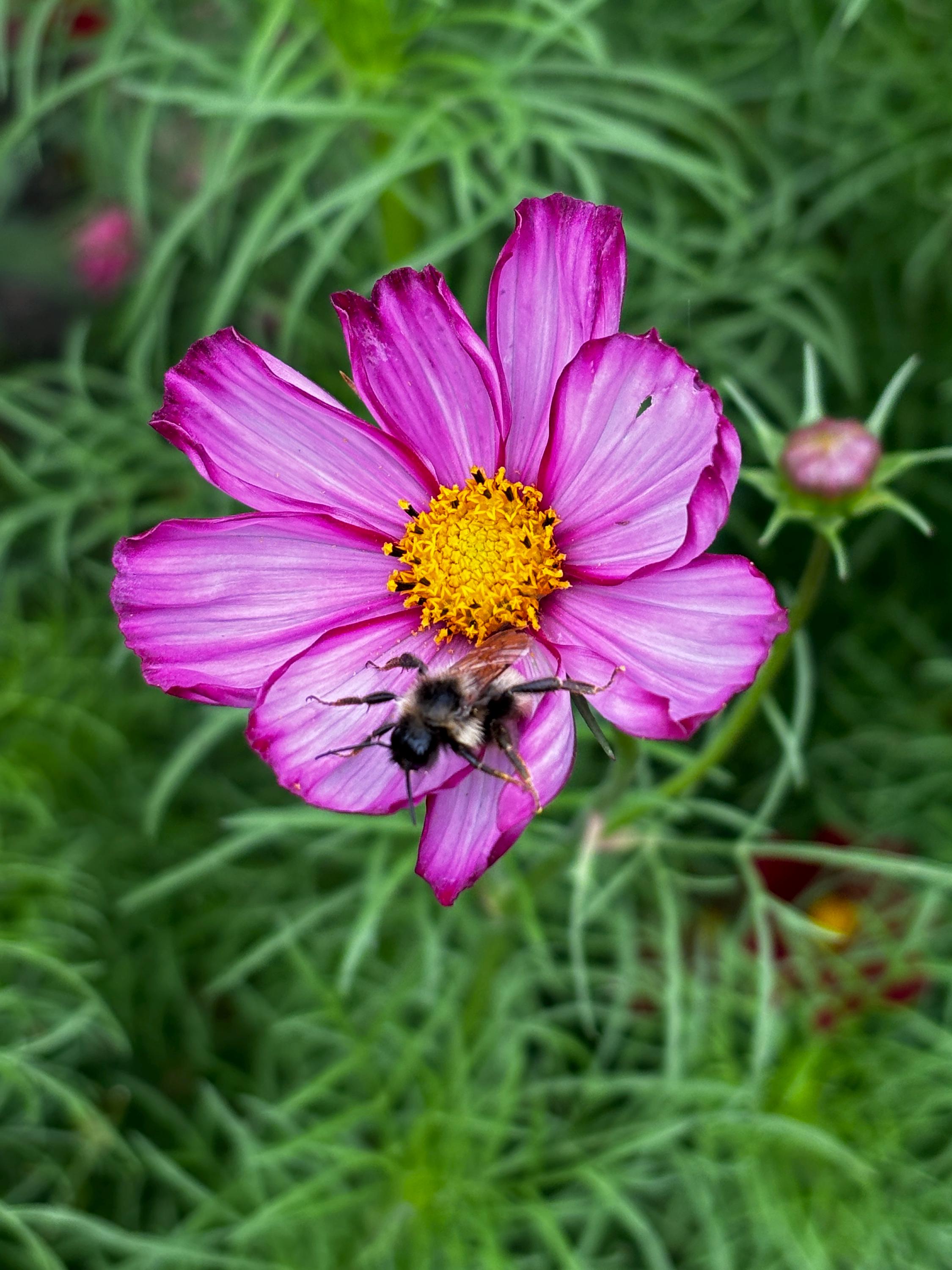 Spring Flower Garden Starter Kit - Zinnia, Cosmo & Sunflower Seeds - Canadian Wildflowers