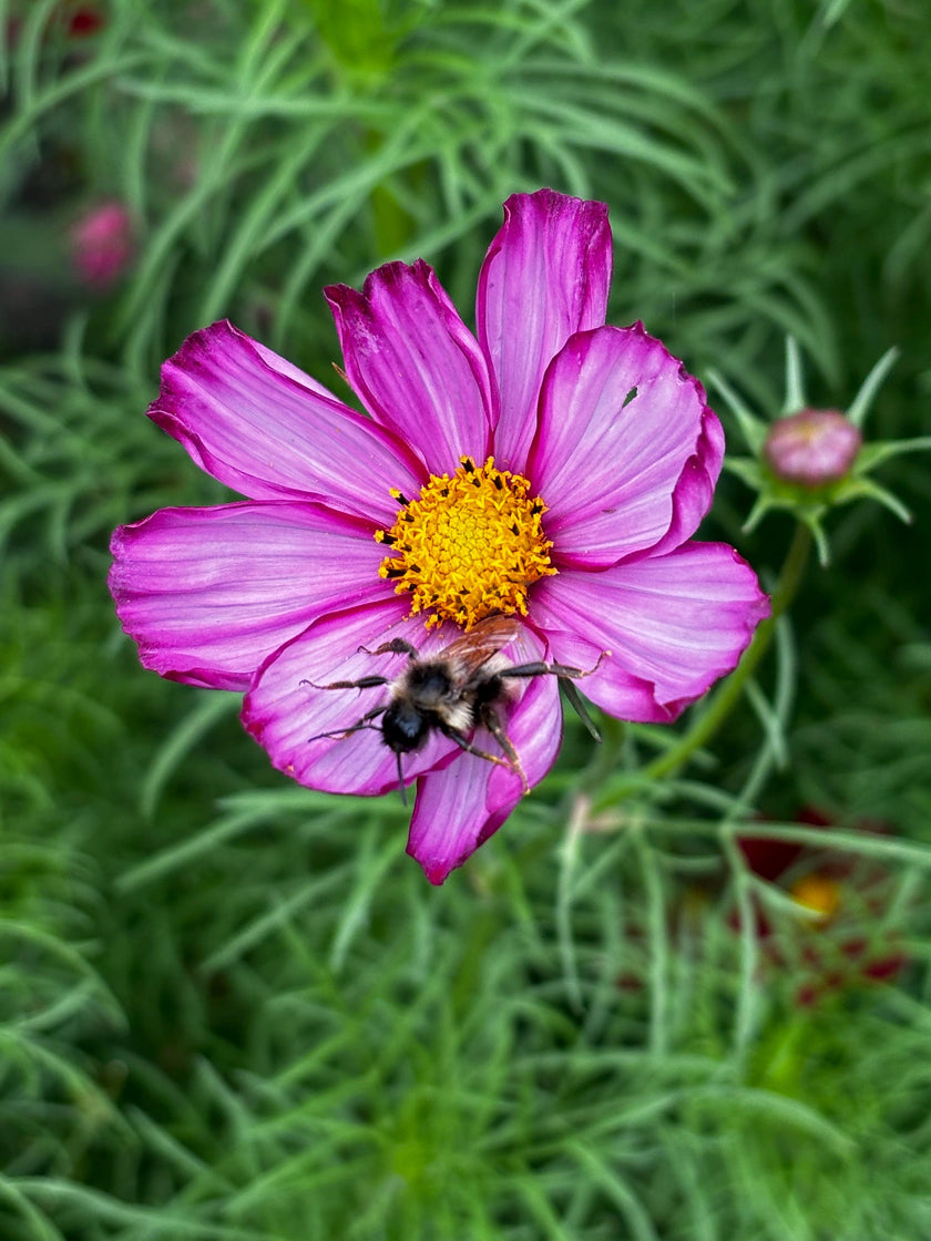 Spring Flower Garden Starter Kit - Zinnia, Cosmo & Sunflower Seeds - Canadian Wildflowers