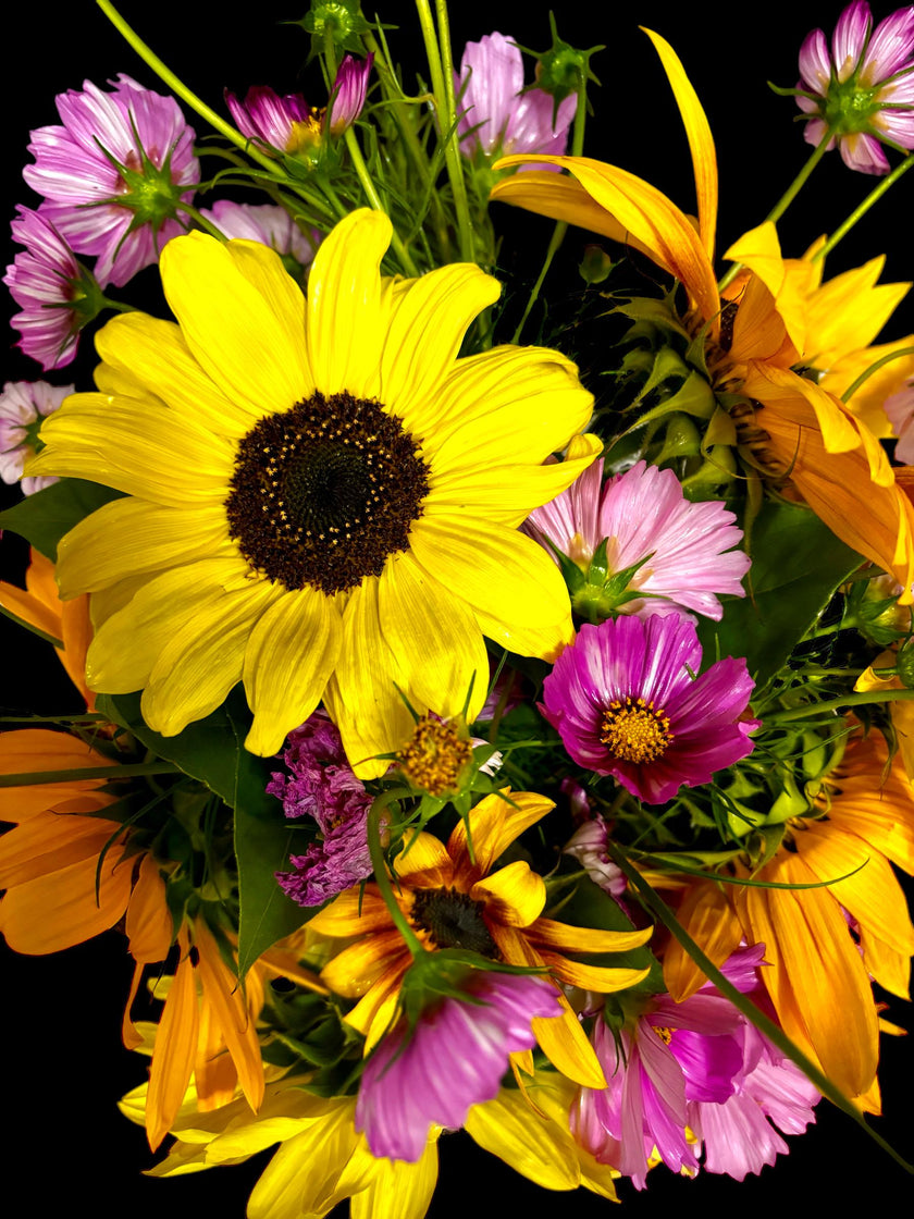 Spring Flower Garden Starter Kit - Zinnia, Cosmo & Sunflower Seeds - Canadian Wildflowers