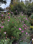 Spring Garden Starter Kit - Bloom & Grow with Cosmo Seeds, Apron, Gloves & Tools - Canadian Wildflowers