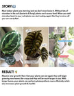 Bios Natural Plant Fertilizer