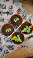 Bios Natural Plant Fertilizer