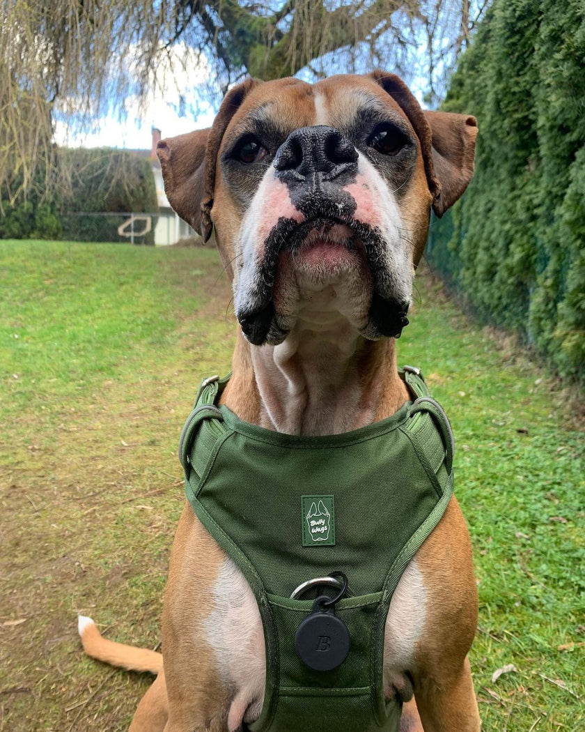 Heavy-Duty Everyday Harness - Cactus Green