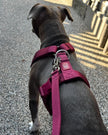 Y Strap Adventure Harness - Cherry Wine