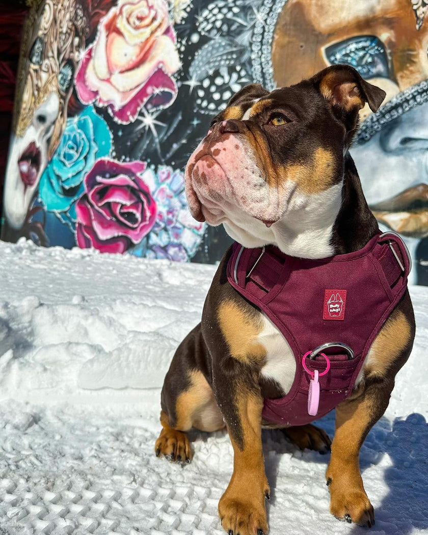 Heavy-Duty Everyday Harness - Cherry Wine