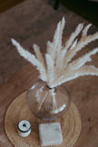 Mini Pampas