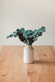 Preserved Silver Dollar Eucalyptus Bundle