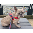 Cardinal Leash with hands-free extension