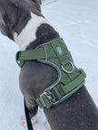 Heavy-Duty Everyday Harness - Cactus Green